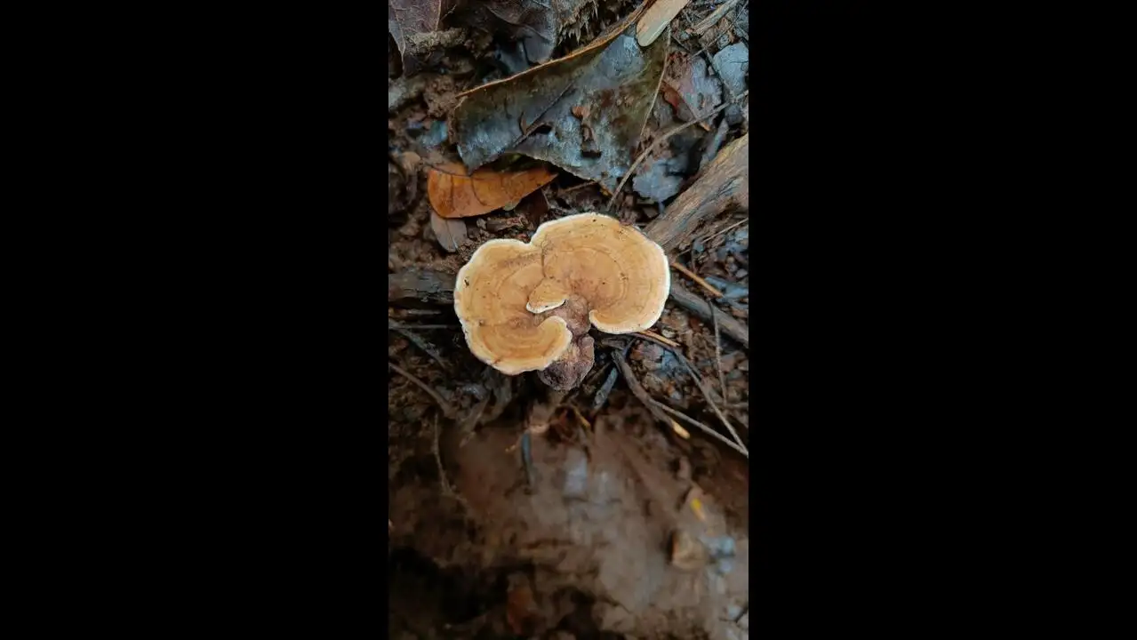 কোলহাপুরে নতুন ছত্রাক প্রজাতি 'মাইক্রোপোরেলাস কোলহাপুরেনসিস' আবিষ্কৃত হয়েছে
