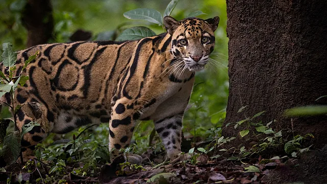ভারত ৪ আগস্ট ২০২৬-এ মেঘলা চিতা সংরক্ষণ কর্ম পরিকল্পনা চালু করেছে।
