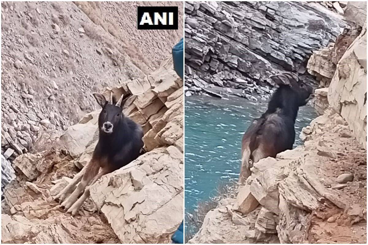 দুই দশক পর হিমাচল প্রদেশে হিমালয়ান সেরো দেখা গেল।