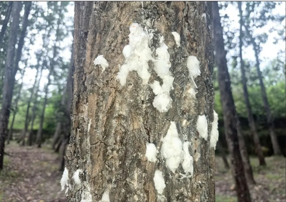 ড্রোসিচা তুর্কিস্তানিকা: রস শোষণকারী আগ্রাসী কীট কাশ্মীরের পপলার ও উইলো বাগানকে হুমকি