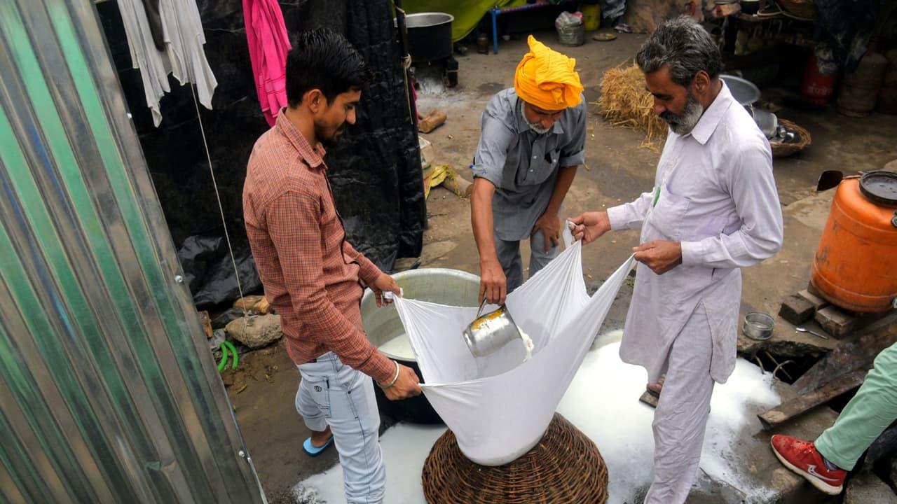 ২০২৬ সালের আগস্ট থেকে হিমাচল প্রদেশে নন-ডেইরি অ্যানালগ পনির বিক্রি নিষিদ্ধ করা হয়েছে।