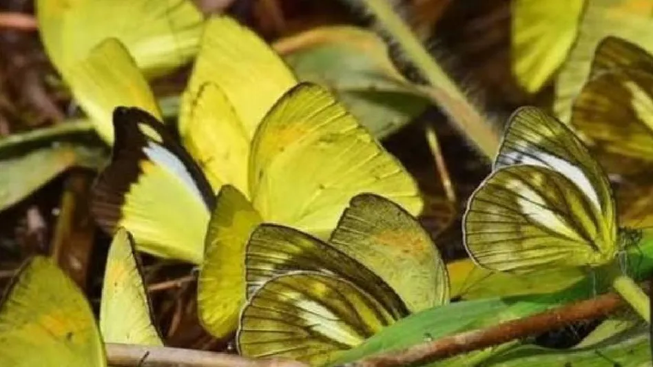 ২০২৬ সালের সমীক্ষায় আসামের দেহিং পাটকাই জাতীয় উদ্যানে ১৬৫ প্রজাতির প্রজাপতি শনাক্ত হয়েছে, যার মধ্যে ৩৭টি বিপন্ন প্রজাতি।