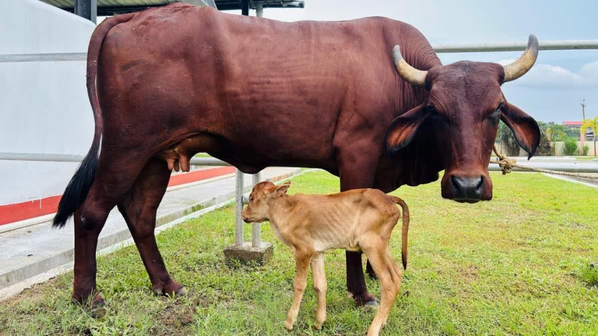 উত্তরাখণ্ডের আদিবাসী বাদ্রী গোমূত্রের ওপিইউ-আইভিএফ প্রযুক্তিতে ক্যালফের জন্ম